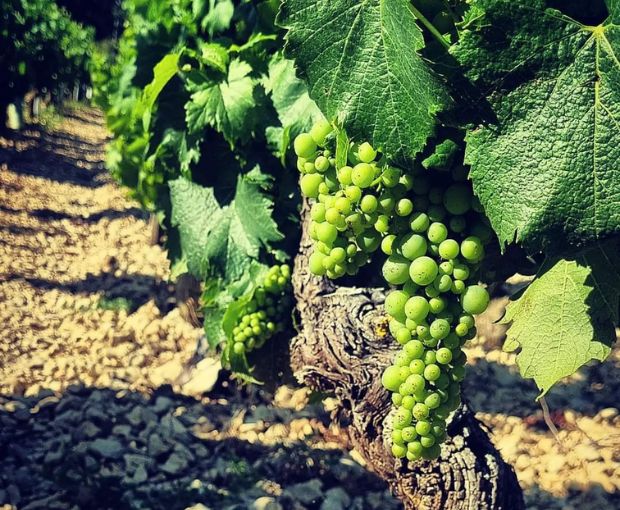 Chablis 1er Cru AOC Vosgros 2022, Jean-Pierre & Alexandre Ellevin