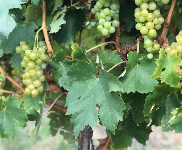 Chardonnay Reservado, Fabre Montmayou