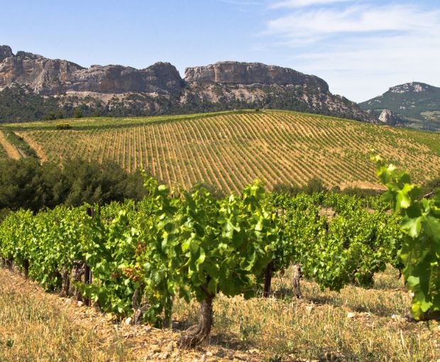 Gigondas AOP 2022, Francois Xavier Lambert