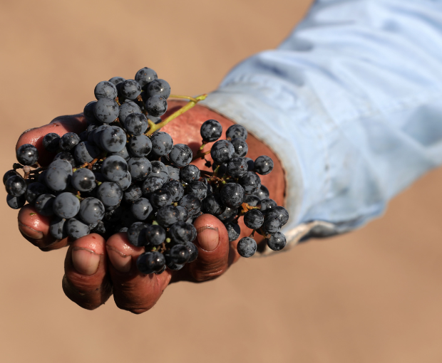 Malbec Reservado, Fabre Montmayou