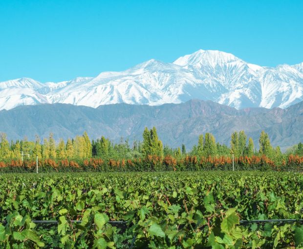 Torrontes, Fabre Montmayou