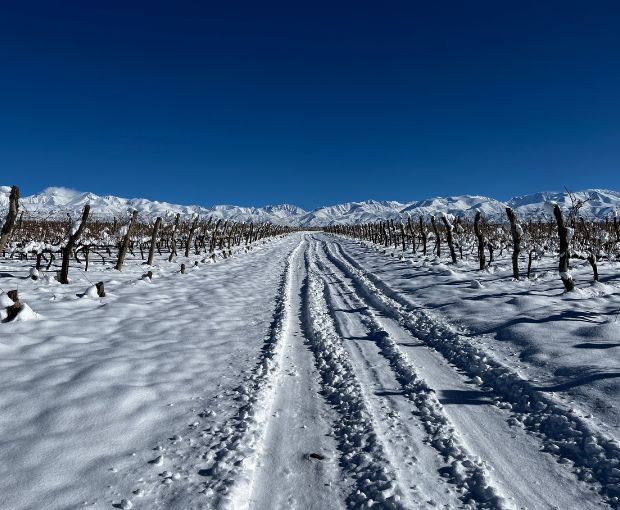MAGNUM Malbec Pretty, Fabre Montmayou