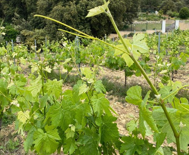 Syrah VdP du Comté de Grignan, Domaine Gigondan M. & Fils