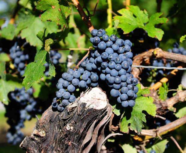 Shiraz Langhorne Creek 2014, Formby Vineyards