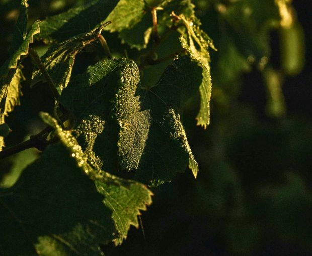 Shiraz Langhorne Creek 2014, Formby Vineyards