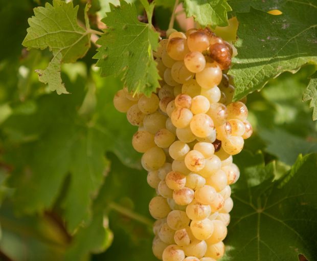 HALF Muscat de Frontignan AOC Chateau de Peyssonnie, Cave des Vignerons de Frontignan