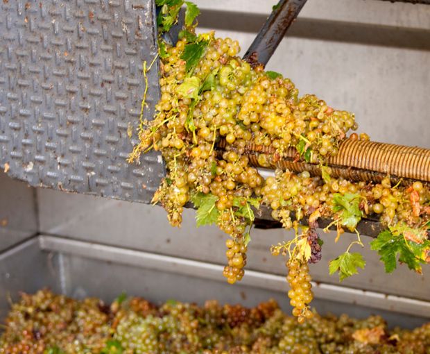 HALF Muscat de Frontignan AOC Chateau de Peyssonnie, Cave des Vignerons de Frontignan