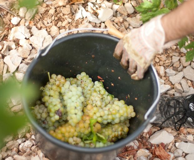 HALF Muscat de Frontignan AOC Chateau de Peyssonnie, Cave des Vignerons de Frontignan