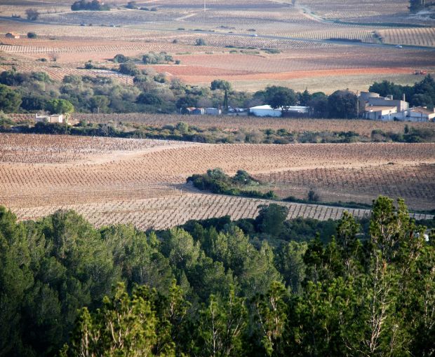 HALF Muscat de Frontignan AOC Chateau de Peyssonnie, Cave des Vignerons de Frontignan