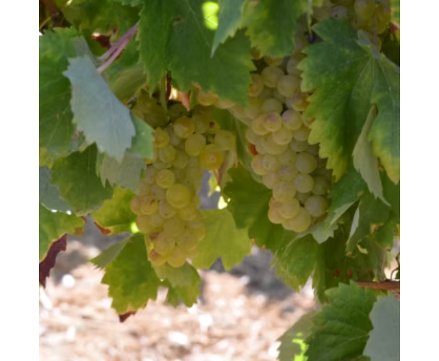 Herdade do Portocarro Branco