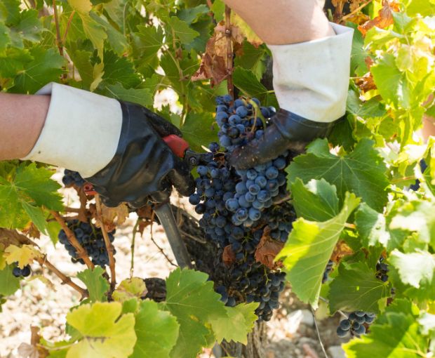 MAGNUM Côtes du Rhône Villages AOC St Pantaléon les Vignes 2017, Domaine Gigondan M. & Fils