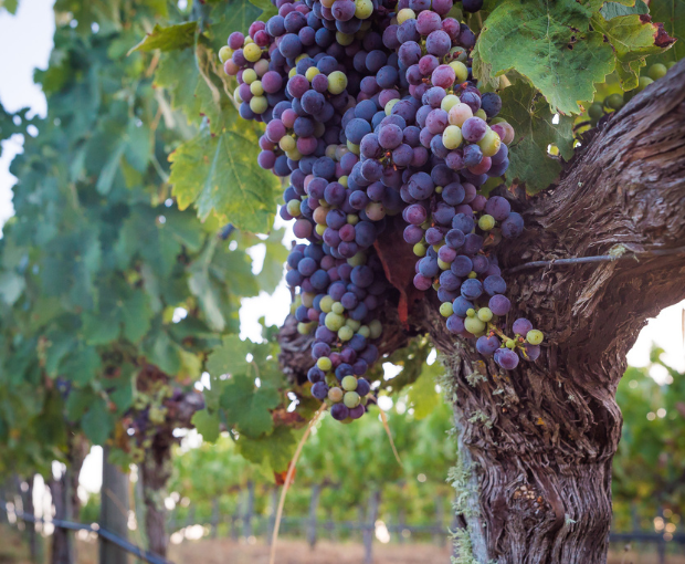 Cavalo Maluco Tinto 2013, Herdade do Portocarro