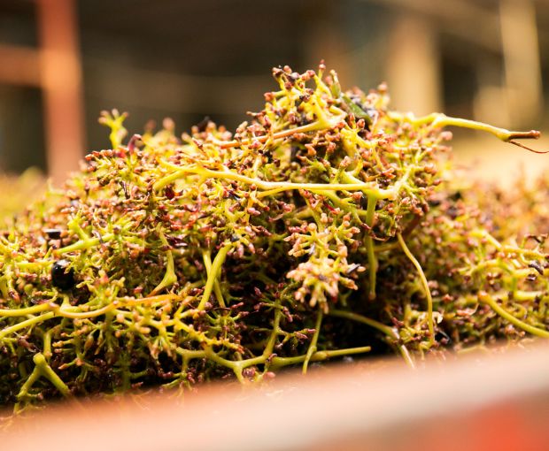 Gavi DOCG, Antico Monastero