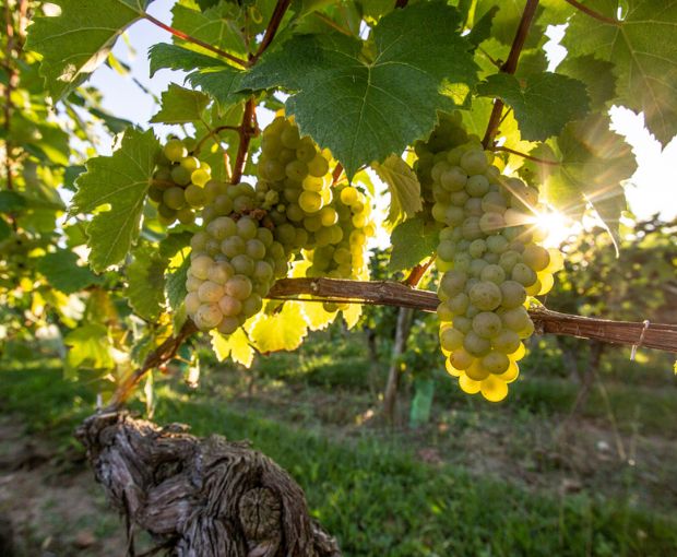 Baroque Terroirs & Cepages d'Exception, La Cave des Vignerons Landais