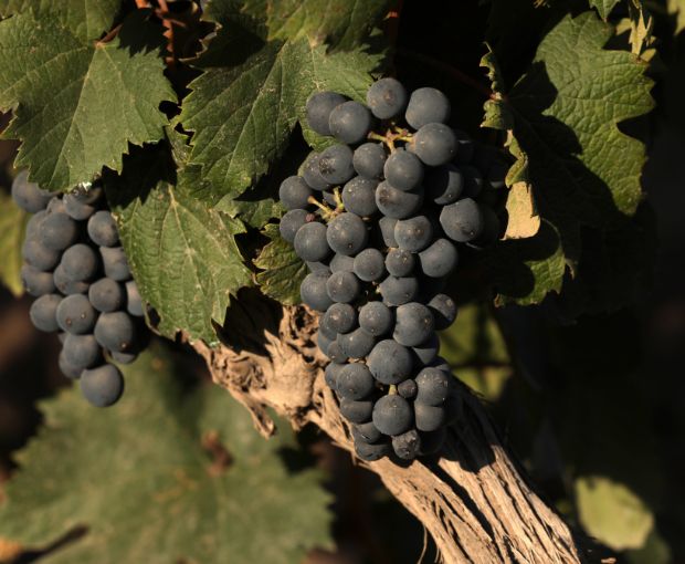 Malbec Gran Reservado 2021, Fabre Montmayou