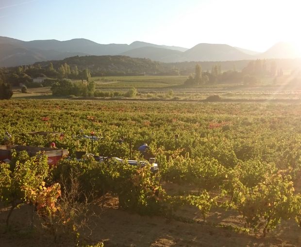Côtes du Rhône AOC Blanc, Domaine Gigondan M. & Fils