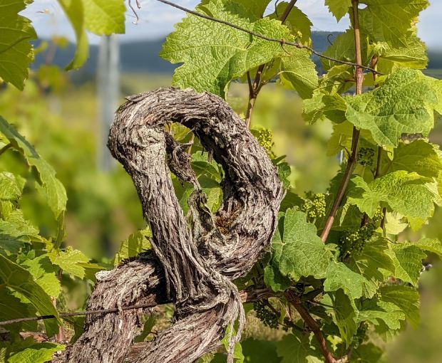 Pinot Blanc AAC, Henri Kieffer Fils