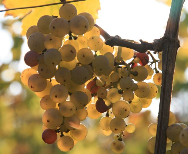 Pinot Blanc AAC, Henri Kieffer Fils