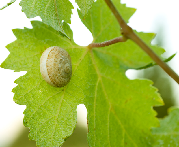Gerónimo White 2020, Herdade do Portocarro