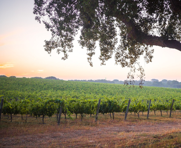 Herdade do Portocarro Tinto