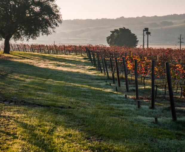 Gerónimo White 2020, Herdade do Portocarro