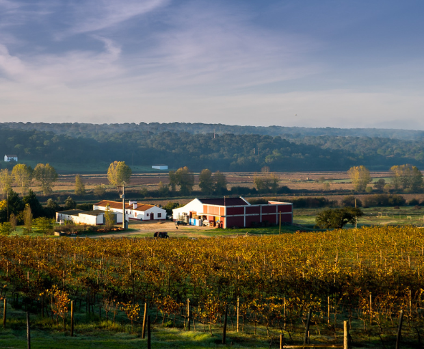 Herdade do Portocarro Branco