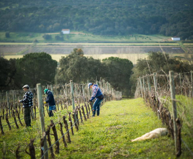 Cavalo Maluco Tinto 2013, Herdade do Portocarro