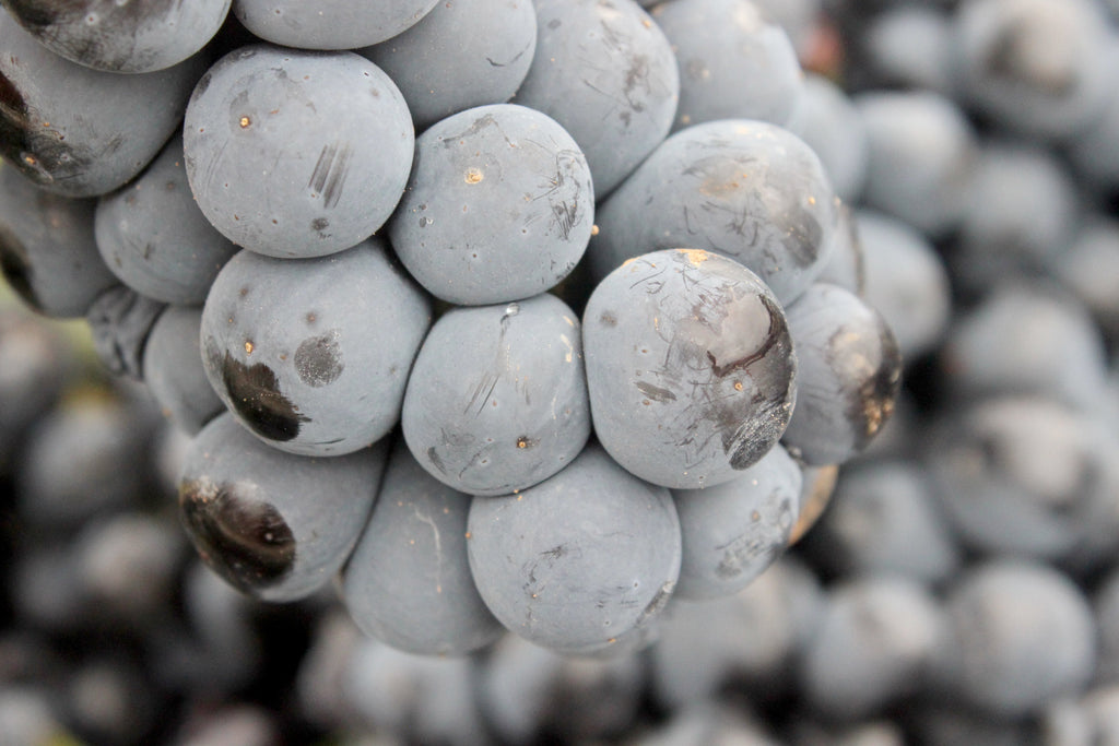 El Pinar de Villena Tinto, Las Virtudes