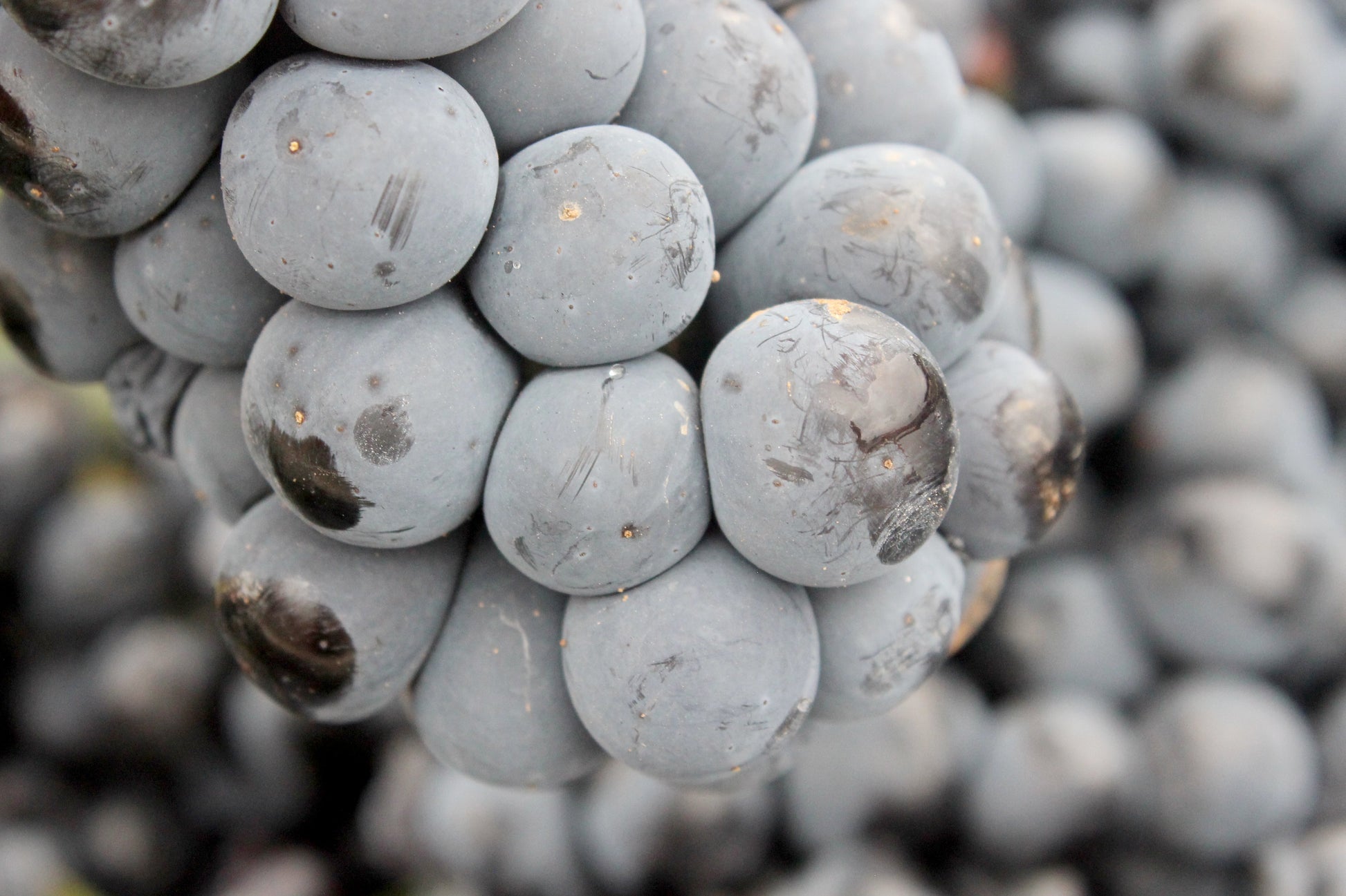 El Pinar de Villena Tinto, Las Virtudes