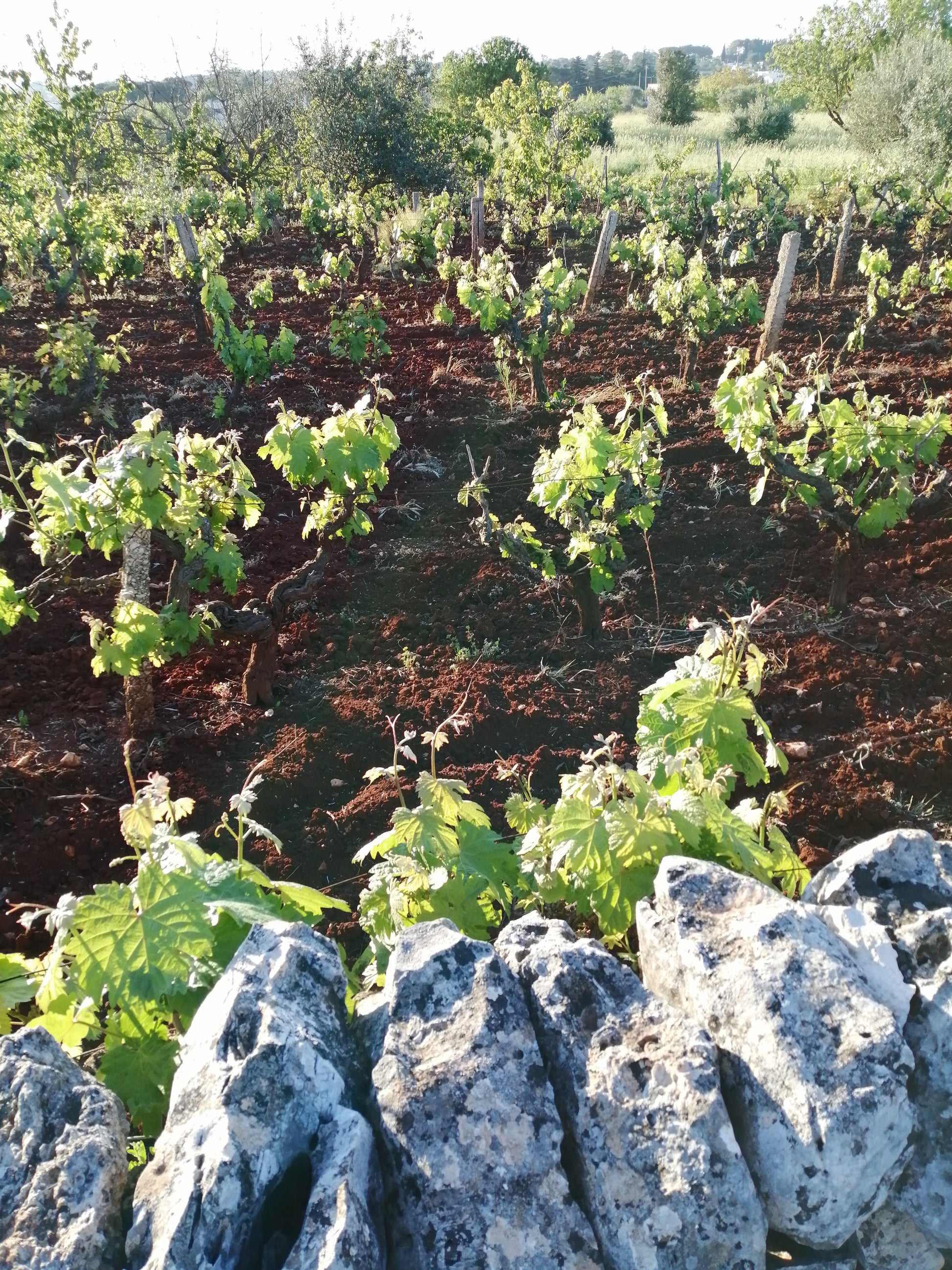 Primitivo Acanto Salento Puglia IGT, Cantine Ionis