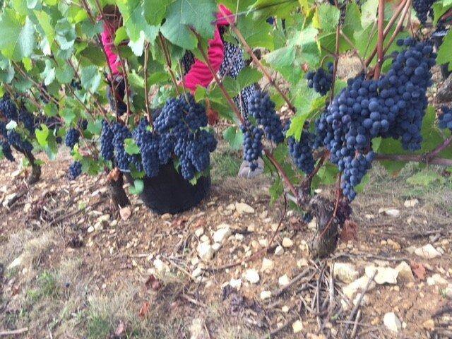 Bourgogne Cote d'Or AOP Pinot Noir 2022, Domaine Laboureau