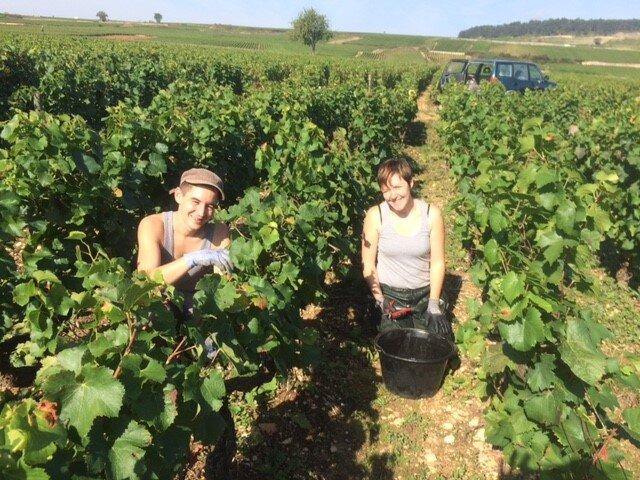 Bourgogne Cote d'Or AOP Pinot Noir 2022, Domaine Laboureau