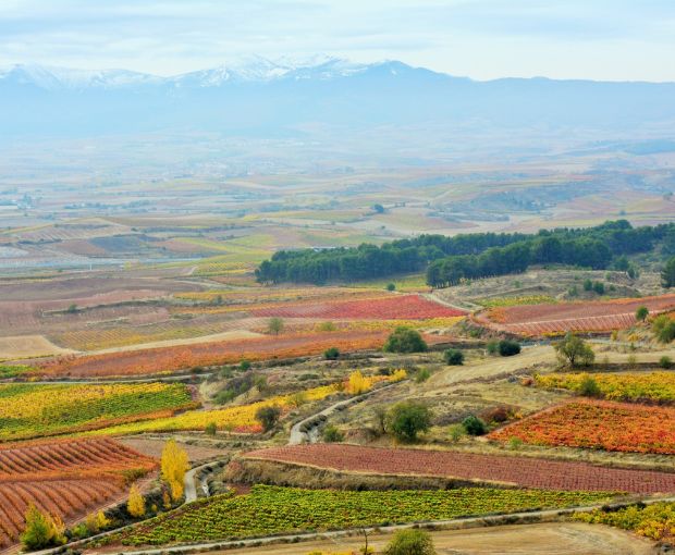 Rioja Alta Crianza D.O.Ca 2020, Lagar de Cayo