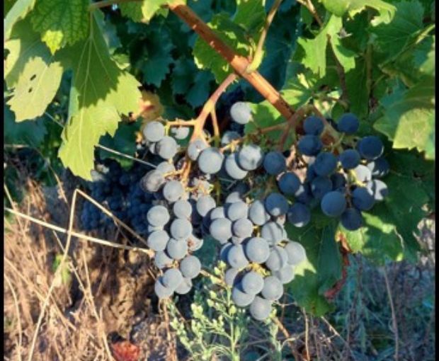 Rioja Alta Crianza D.O.Ca 2020, Lagar de Cayo