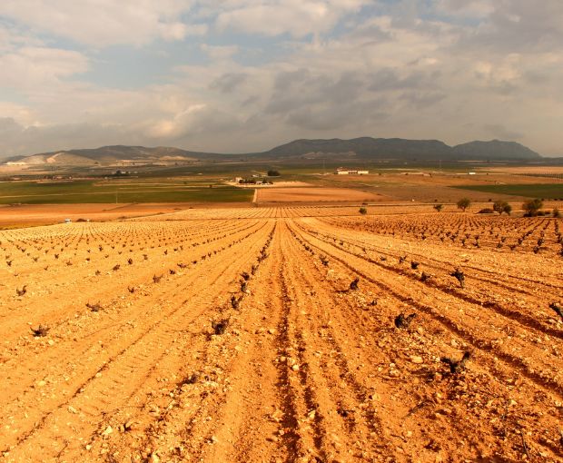 El Pinar de Villena Blanco, Las Virtudes