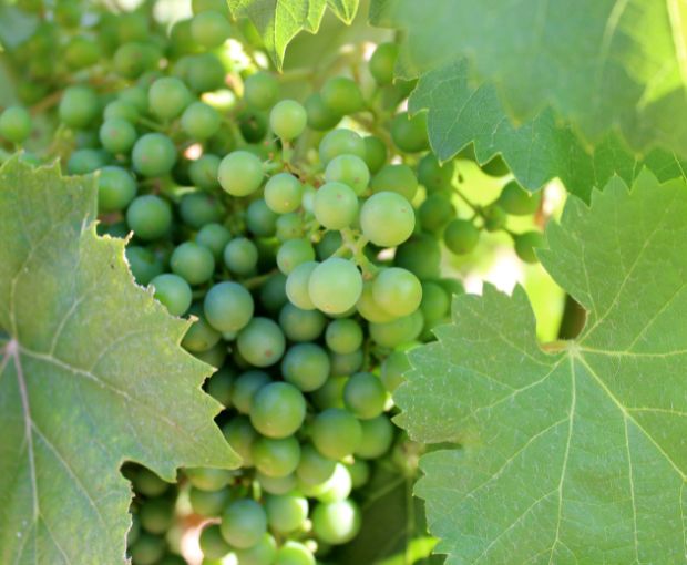 El Pinar de Villena Blanco, Las Virtudes