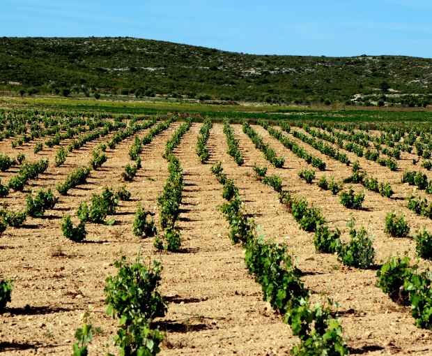 El Pinar de Villena Rosé, Las Virtudes