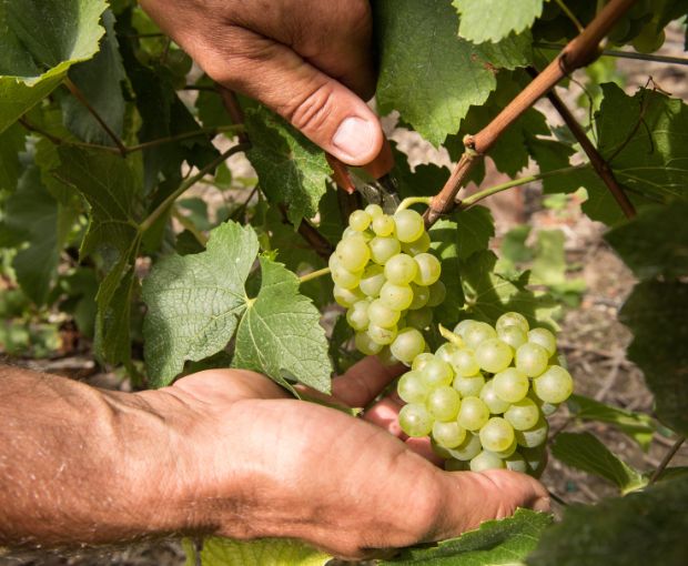 Champagne Laurent Perrier Grand Siècle n°24