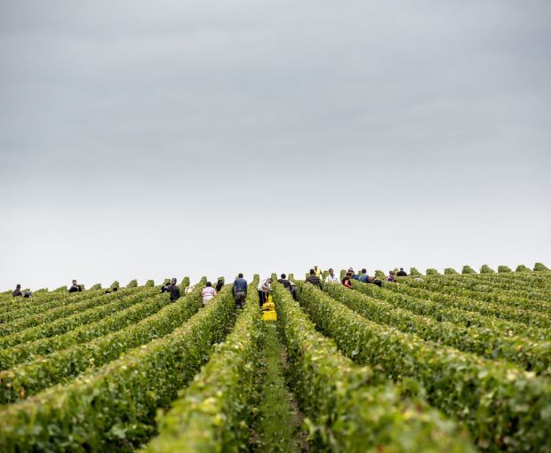 Champagne Laurent Perrier La Cuvée Brut