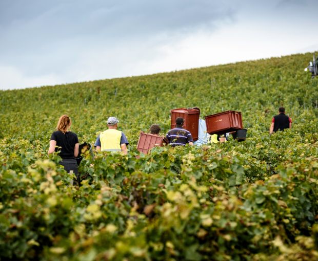 Champagne Laurent Perrier Cuvée Rosé Brut