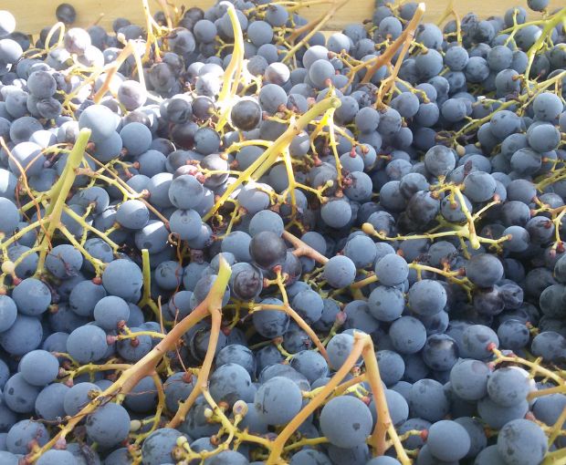 Valpolicella DOC Classico Le Filagne, Le Bertarole