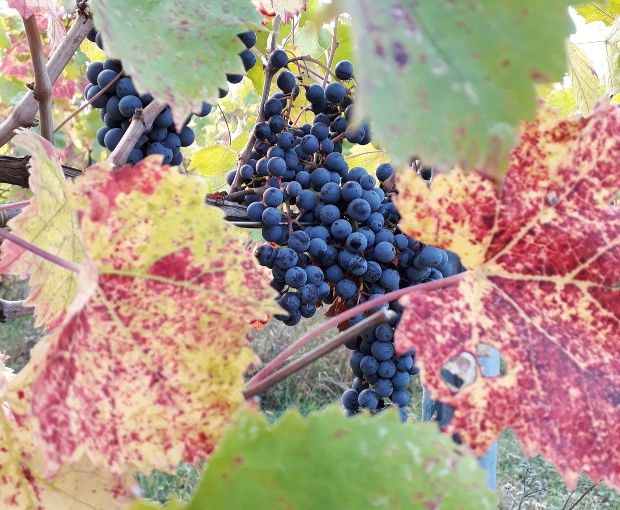 Valpolicella DOC Classico Le Filagne, Le Bertarole