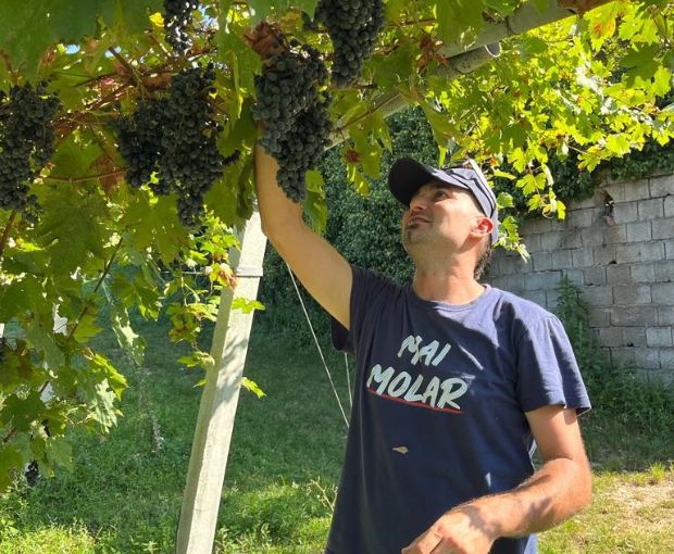 Valpolicella DOC Classico Le Filagne, Le Bertarole