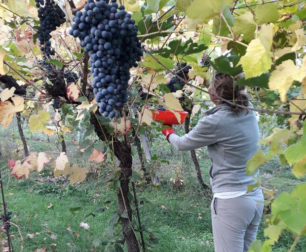 HALF Recioto della Valpolicella DOCG 2023, Le Bertarole