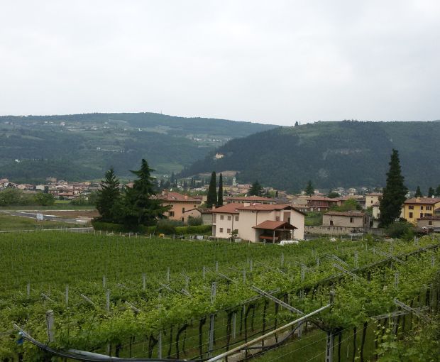 HALF Recioto della Valpolicella DOCG 2023, Le Bertarole