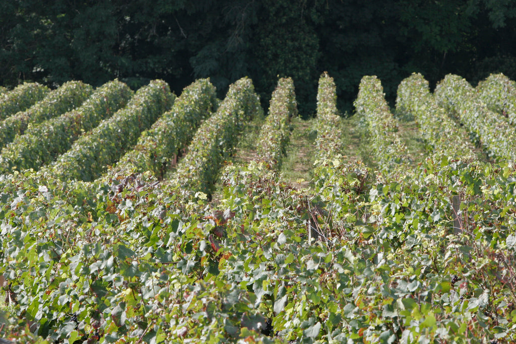 Roncier Rosé VdF NV, Louis Tramier & Fils