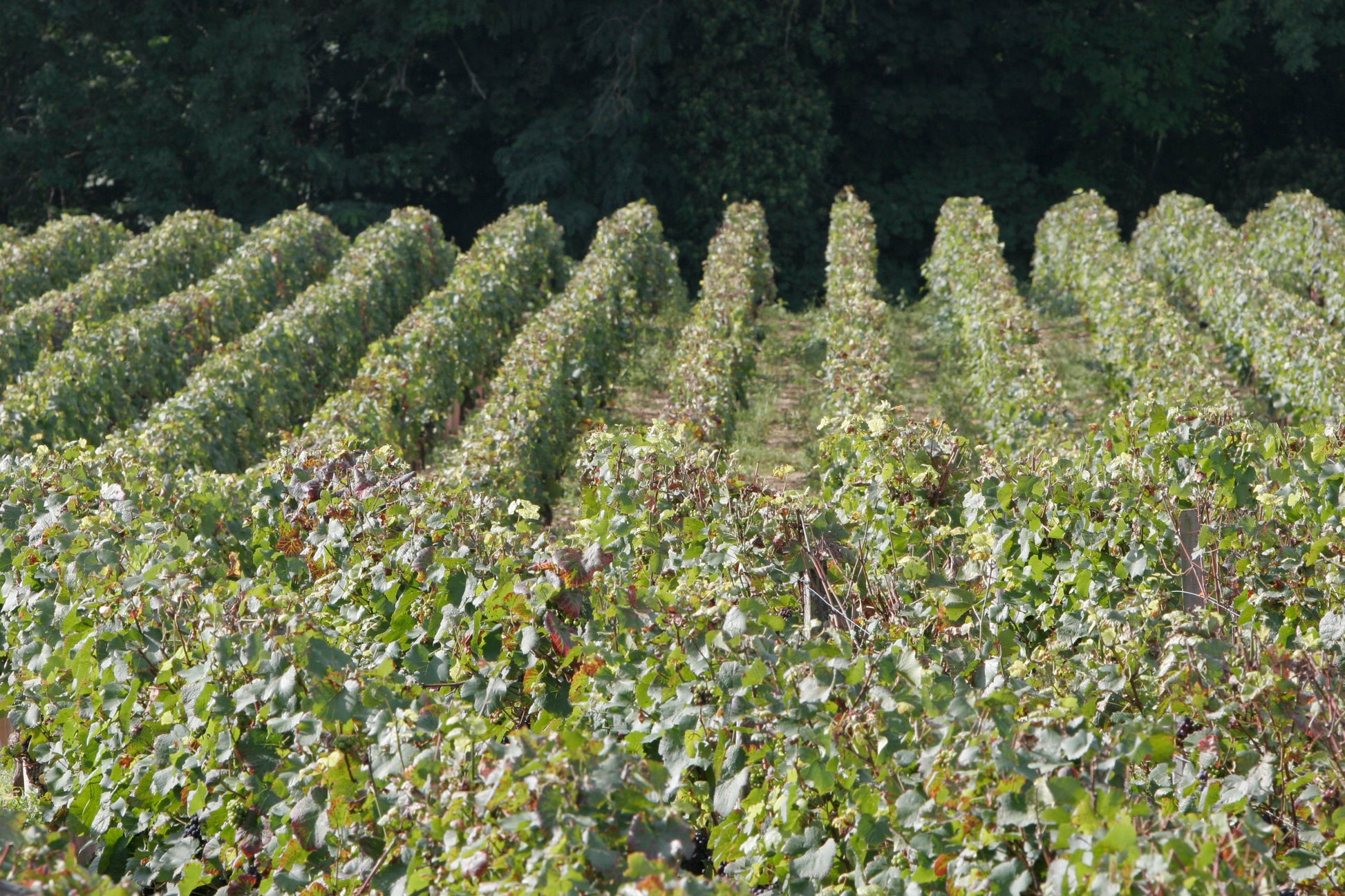 Roncier Rosé VdF NV, Louis Tramier & Fils