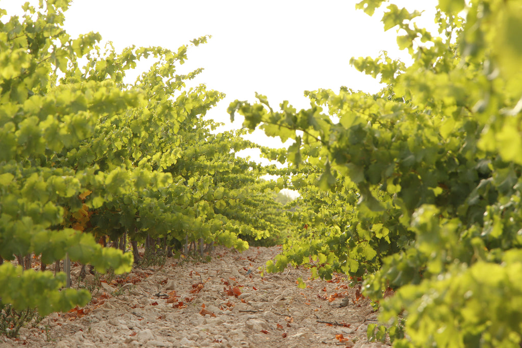 El Pinar de Villena Tinto, Las Virtudes