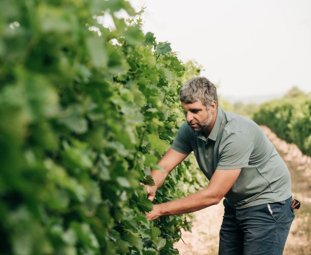 Saint Laurand Collection Privée VdF Blanc, Les Celliers de Corneille