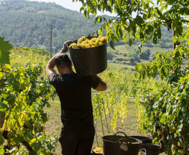 Albariño RO Rias Baixas, Antonio Montero